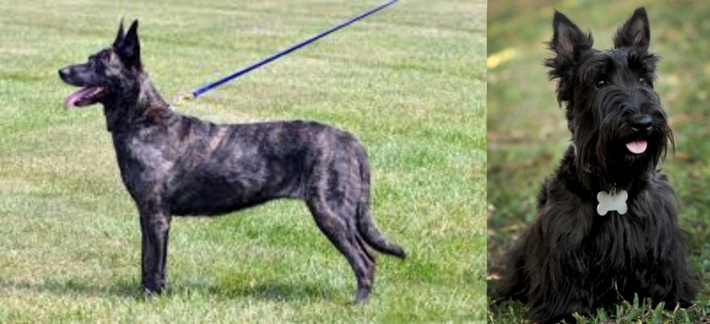 Scoland Terrier vs Dutch Shepherd - Breed Comparison