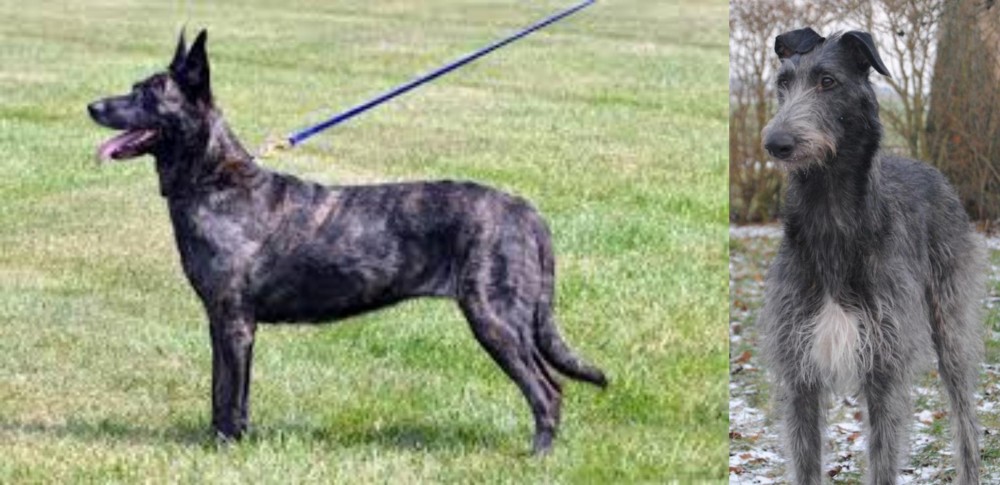 Scottish Deerhound vs Dutch Shepherd - Breed Comparison