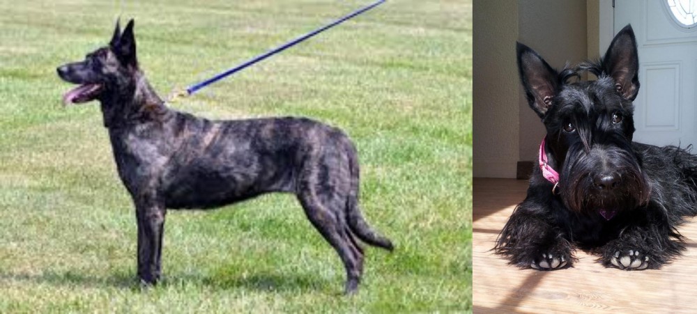 Scottish Terrier vs Dutch Shepherd - Breed Comparison
