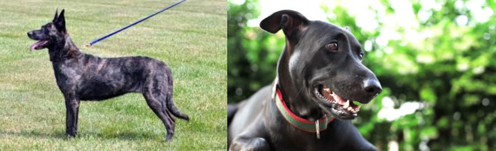 Shepard Labrador vs Dutch Shepherd - Breed Comparison