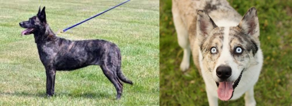 Shepherd Husky vs Dutch Shepherd - Breed Comparison