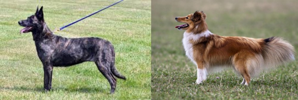 Shetland Sheepdog vs Dutch Shepherd - Breed Comparison