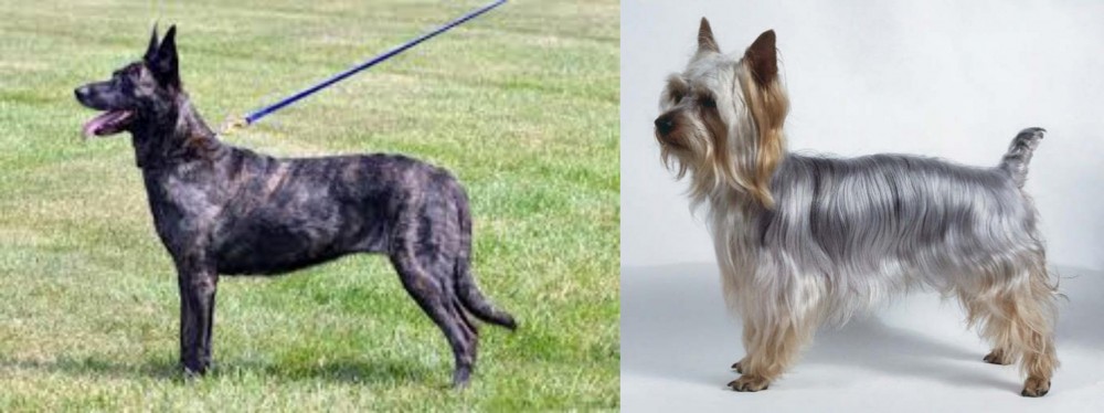 Silky Terrier vs Dutch Shepherd - Breed Comparison
