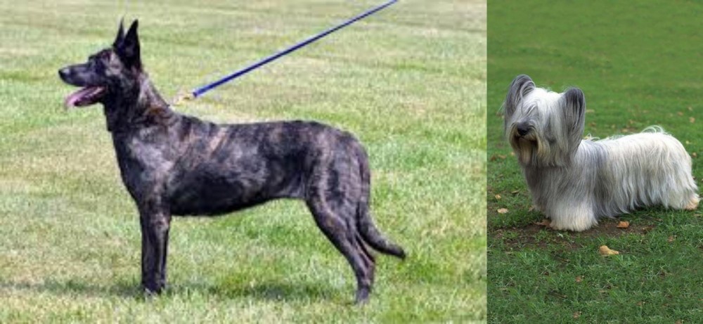 Skye Terrier vs Dutch Shepherd - Breed Comparison
