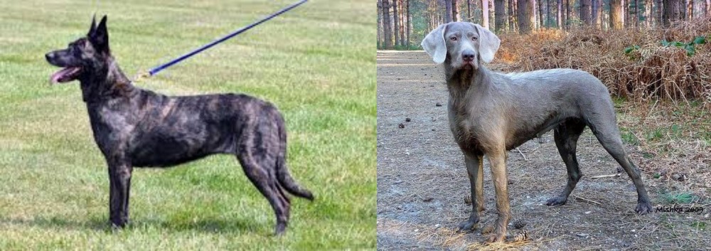 Slovensky Hrubosrsty Stavac vs Dutch Shepherd - Breed Comparison