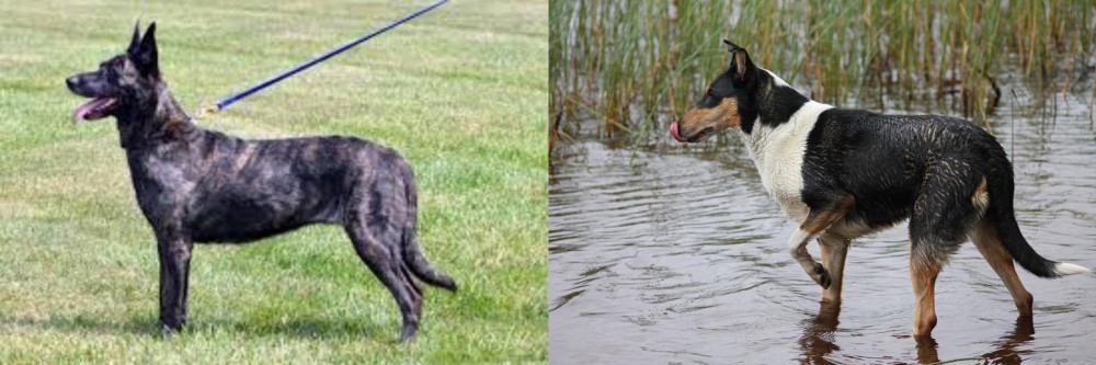 Smooth Collie vs Dutch Shepherd - Breed Comparison