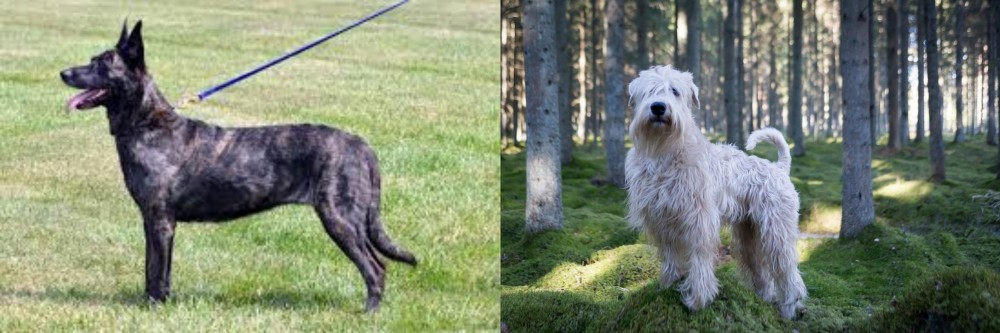 Soft-Coated Wheaten Terrier vs Dutch Shepherd - Breed Comparison