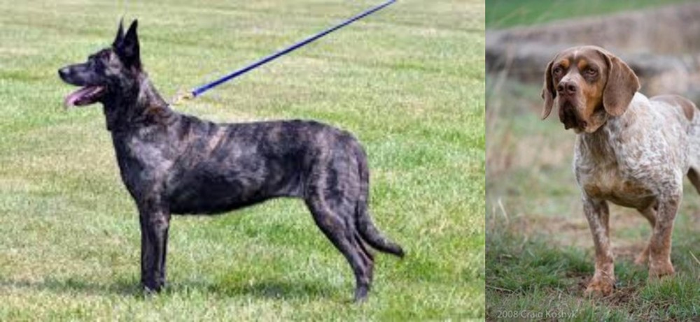 Spanish Pointer vs Dutch Shepherd - Breed Comparison