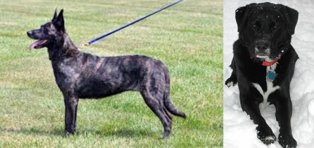 St. John's Water Dog vs Dutch Shepherd - Breed Comparison