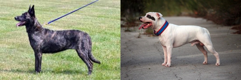 Staffordshire Bull Terrier vs Dutch Shepherd - Breed Comparison