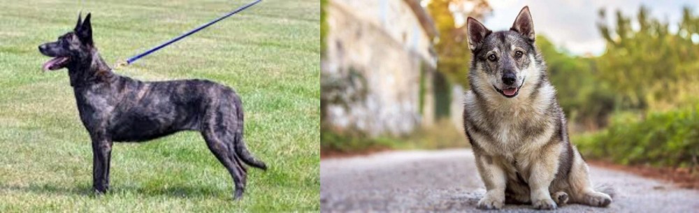 Swedish Vallhund vs Dutch Shepherd - Breed Comparison