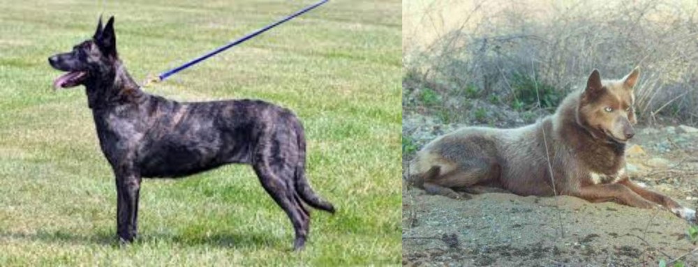 Tahltan Bear Dog vs Dutch Shepherd - Breed Comparison
