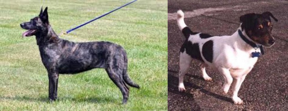 Teddy Roosevelt Terrier vs Dutch Shepherd - Breed Comparison