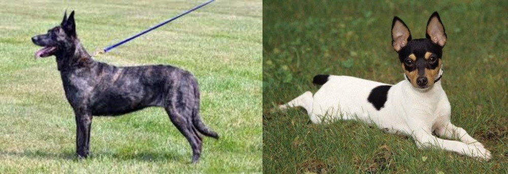 Toy Fox Terrier vs Dutch Shepherd - Breed Comparison