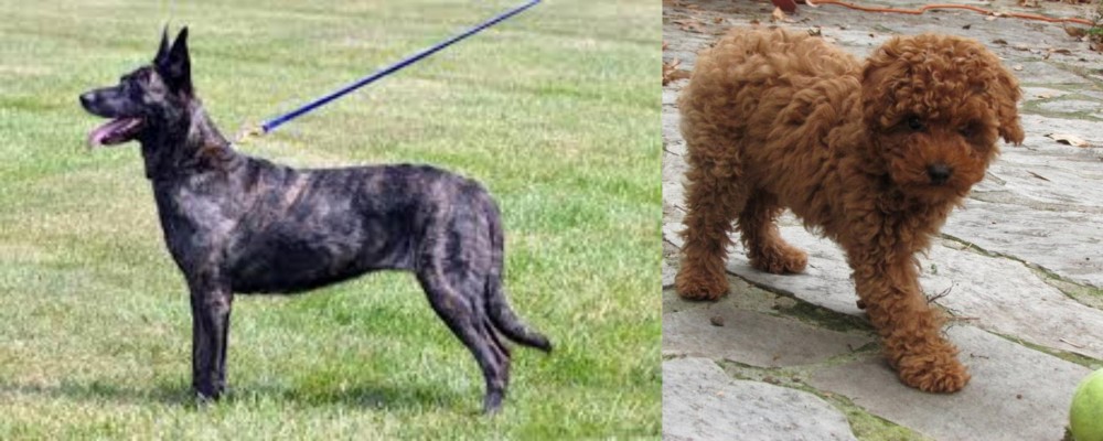 Toy Poodle vs Dutch Shepherd - Breed Comparison