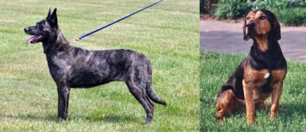 Tyrolean Hound vs Dutch Shepherd - Breed Comparison