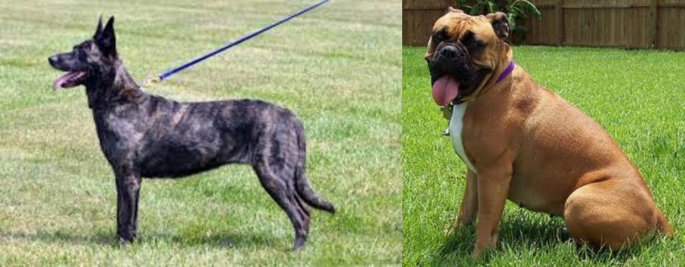 Valley Bulldog vs Dutch Shepherd - Breed Comparison