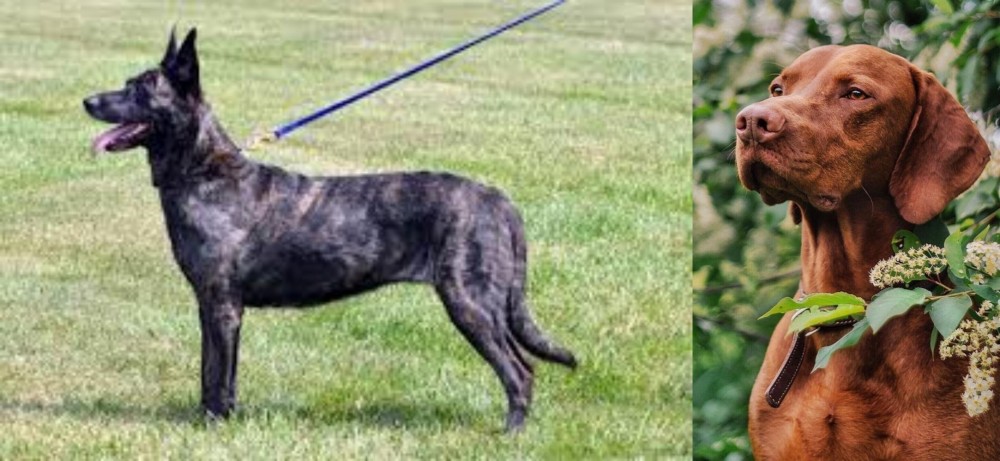 Vizsla vs Dutch Shepherd - Breed Comparison
