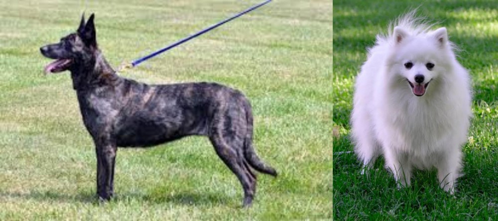 Volpino Italiano vs Dutch Shepherd - Breed Comparison