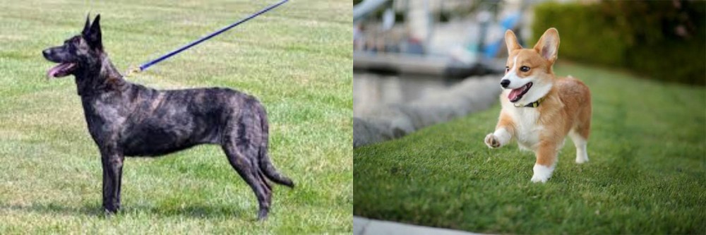 Welsh Corgi vs Dutch Shepherd - Breed Comparison