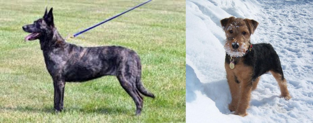 Welsh Terrier vs Dutch Shepherd - Breed Comparison