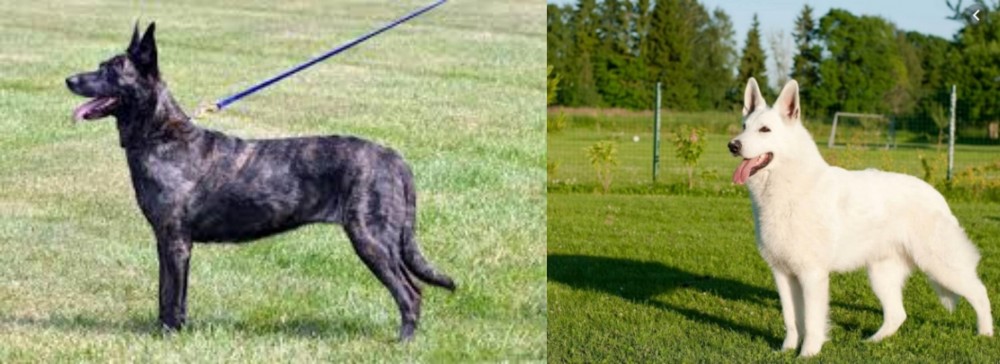 White Shepherd vs Dutch Shepherd - Breed Comparison