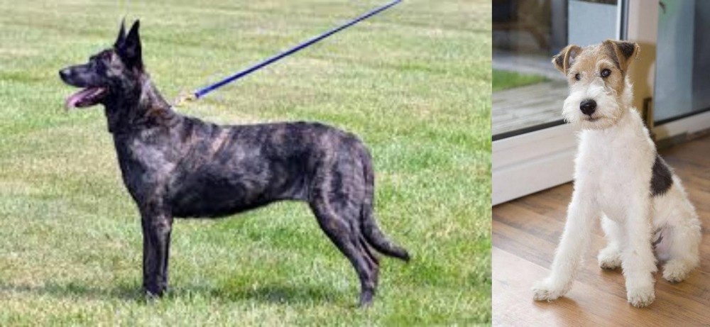 Wire Fox Terrier vs Dutch Shepherd - Breed Comparison