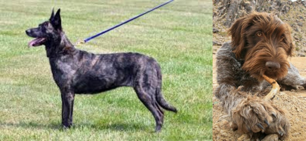 Wirehaired Pointing Griffon vs Dutch Shepherd - Breed Comparison