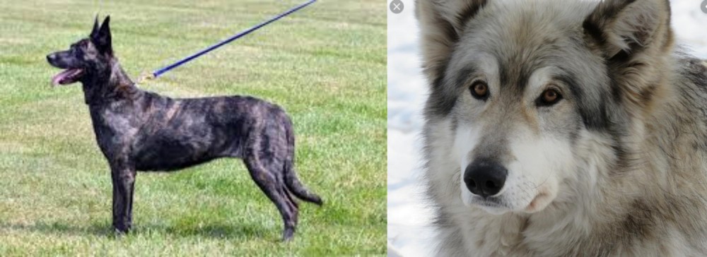 Wolfdog vs Dutch Shepherd - Breed Comparison
