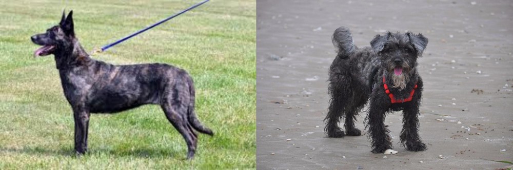 YorkiePoo vs Dutch Shepherd - Breed Comparison