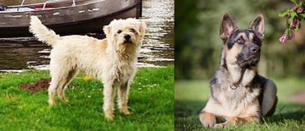 East European Shepherd vs Dutch Smoushond - Breed Comparison