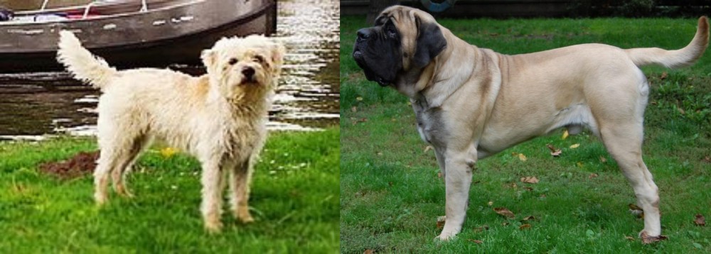 English Mastiff vs Dutch Smoushond - Breed Comparison