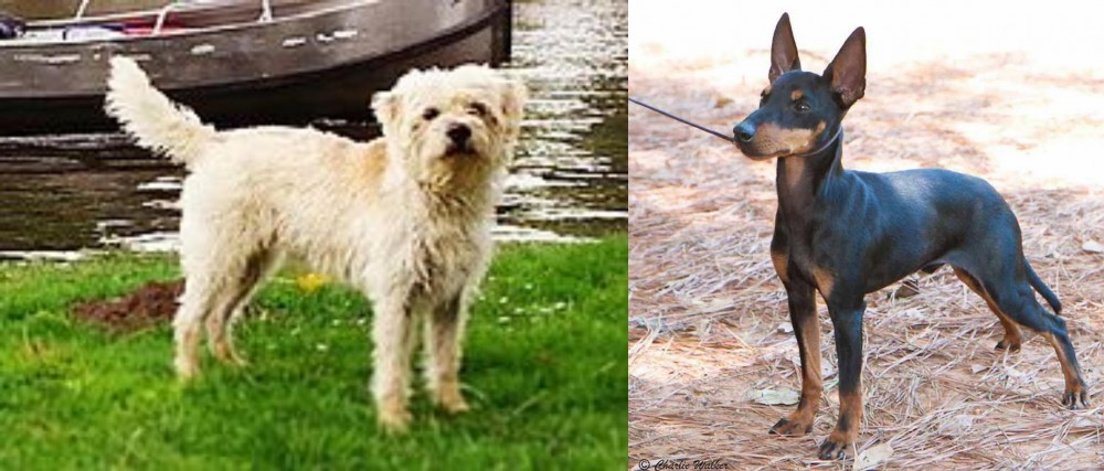 English Toy Terrier (Black & Tan) vs Dutch Smoushond - Breed Comparison