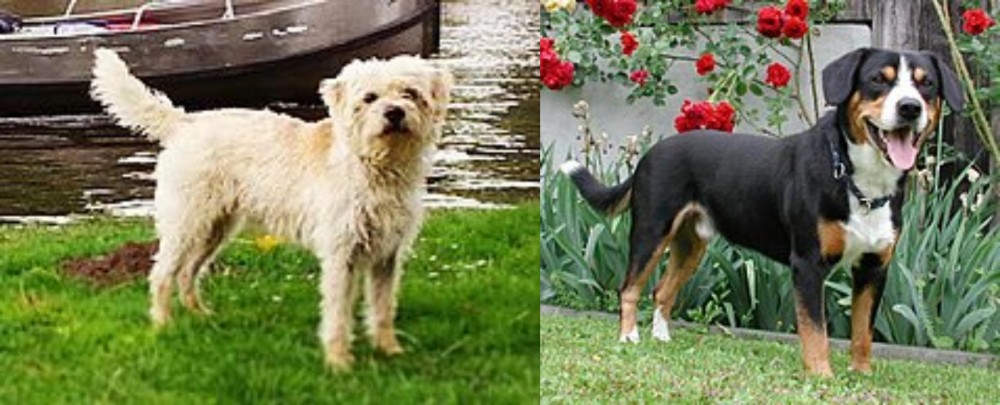 Entlebucher Mountain Dog vs Dutch Smoushond - Breed Comparison