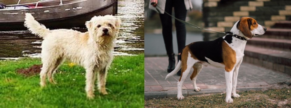 Estonian Hound vs Dutch Smoushond - Breed Comparison