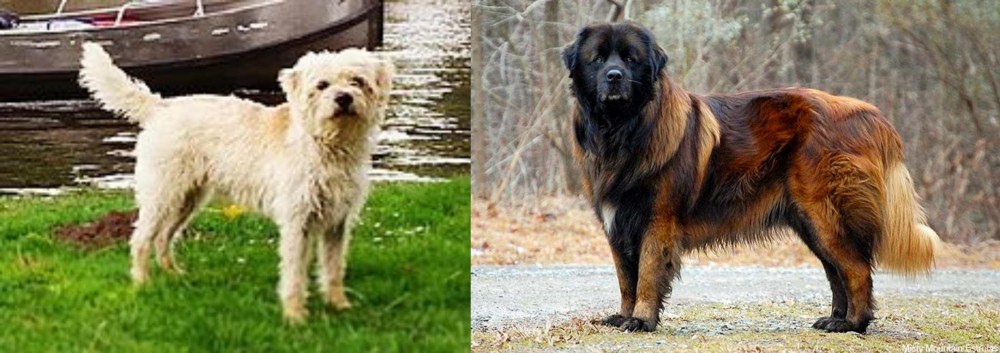 Estrela Mountain Dog vs Dutch Smoushond - Breed Comparison