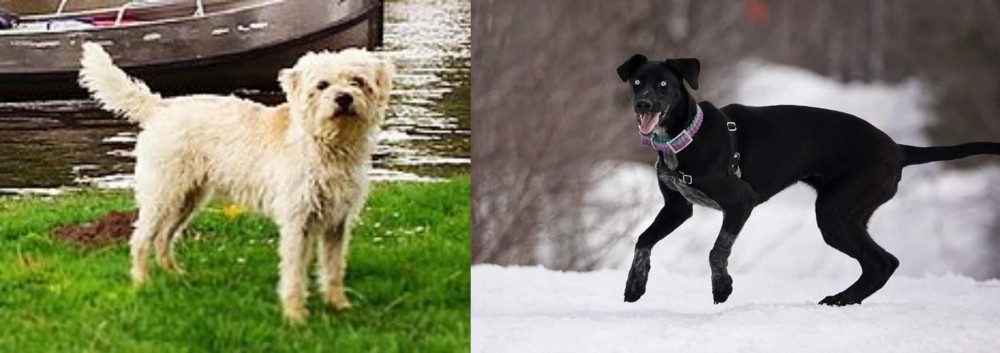 Eurohound vs Dutch Smoushond - Breed Comparison