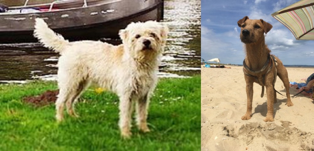 Fell Terrier vs Dutch Smoushond - Breed Comparison