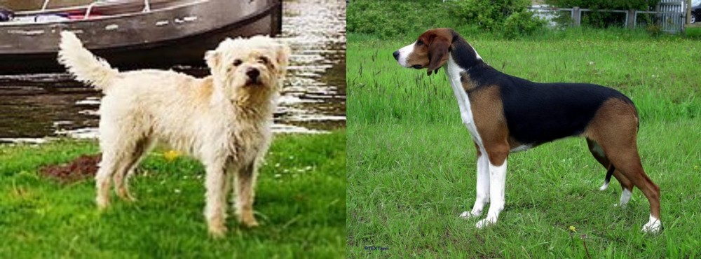 Finnish Hound vs Dutch Smoushond - Breed Comparison