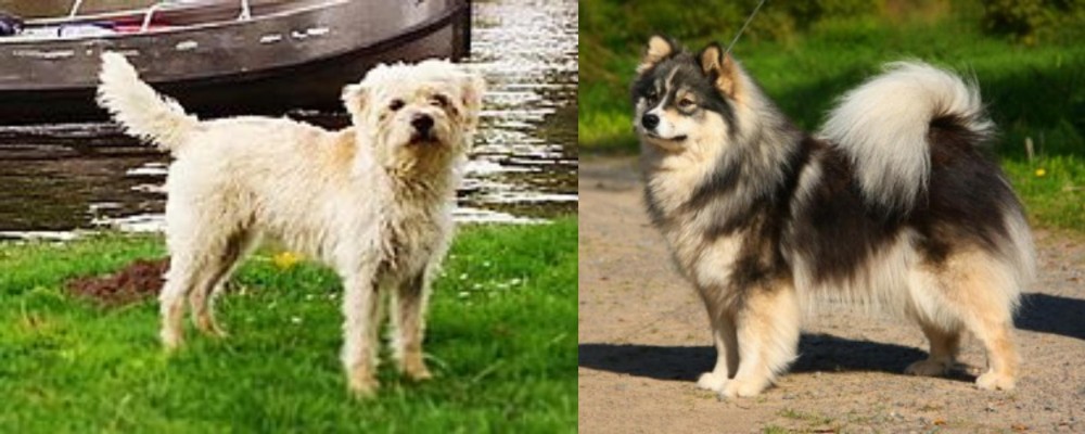 Finnish Lapphund vs Dutch Smoushond - Breed Comparison