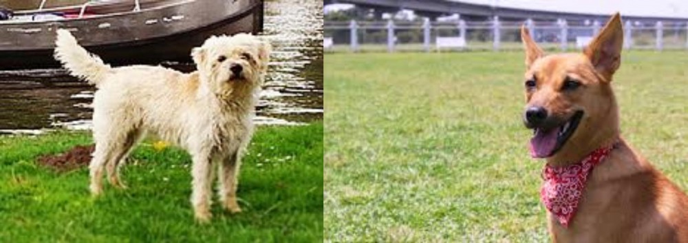 Formosan Mountain Dog vs Dutch Smoushond - Breed Comparison