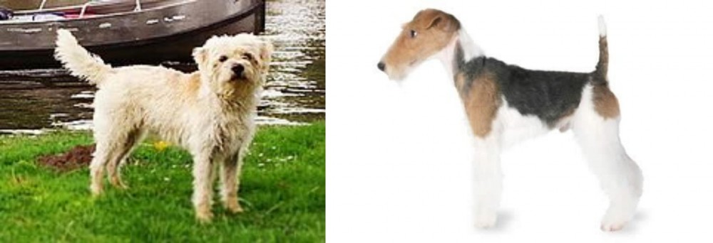 Fox Terrier vs Dutch Smoushond - Breed Comparison