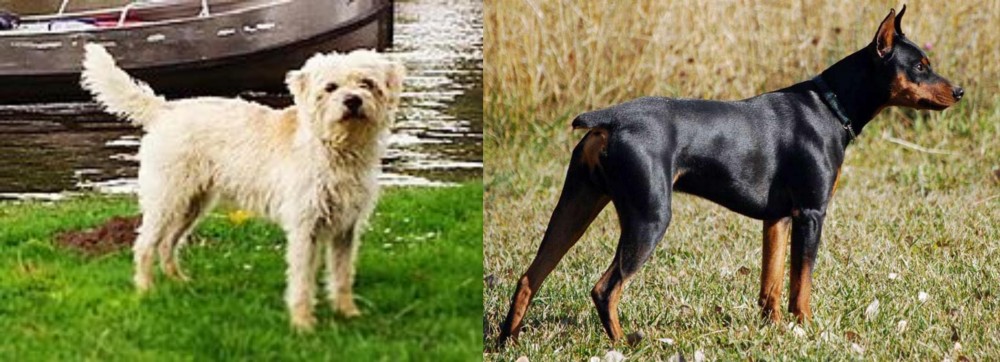 German Pinscher vs Dutch Smoushond - Breed Comparison