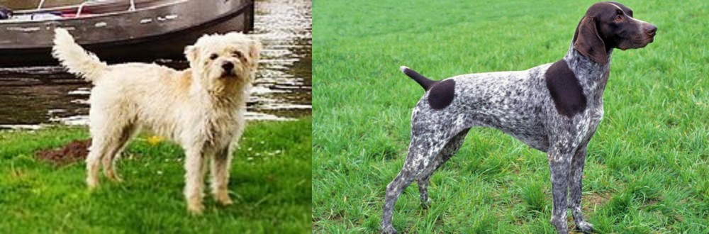 German Shorthaired Pointer vs Dutch Smoushond - Breed Comparison