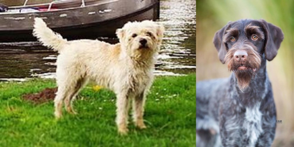 German Wirehaired Pointer vs Dutch Smoushond - Breed Comparison