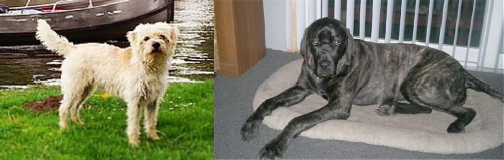 Giant Maso Mastiff vs Dutch Smoushond - Breed Comparison