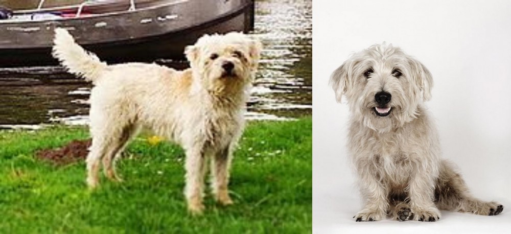 Glen of Imaal Terrier vs Dutch Smoushond - Breed Comparison