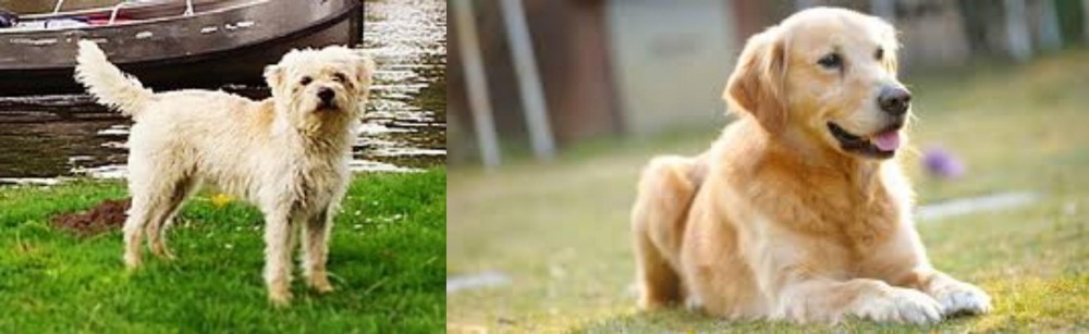 Goldador vs Dutch Smoushond - Breed Comparison