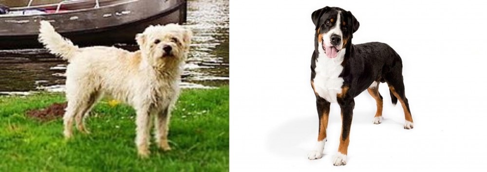 Greater Swiss Mountain Dog vs Dutch Smoushond - Breed Comparison