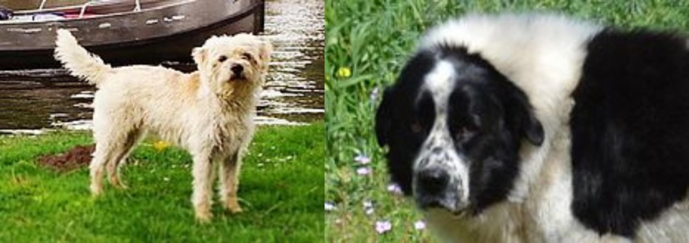 Greek Sheepdog vs Dutch Smoushond - Breed Comparison